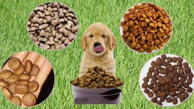 酶解法助力猫狗找回食欲，提高宠物食品适口性！